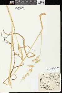 Echinochloa muricata var. muricata image