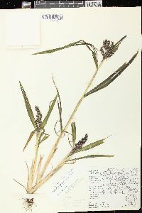 Echinochloa muricata var. muricata image