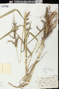 Echinochloa muricata var. muricata image