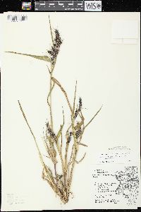 Echinochloa muricata var. muricata image