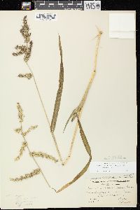 Echinochloa muricata var. muricata image