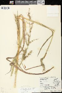 Echinochloa muricata var. muricata image