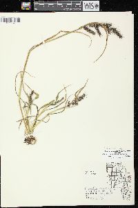 Echinochloa muricata var. muricata image