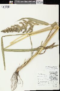 Echinochloa muricata var. muricata image