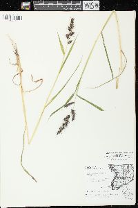 Echinochloa muricata var. muricata image