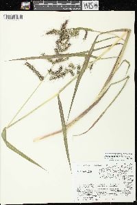 Echinochloa muricata var. muricata image