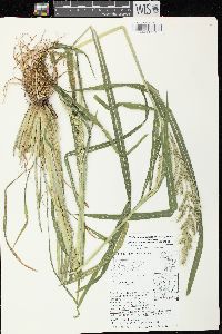 Echinochloa muricata var. muricata image