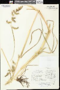 Echinochloa muricata var. muricata image