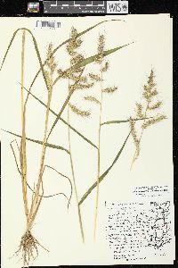 Echinochloa muricata var. muricata image