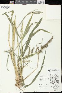 Echinochloa muricata var. muricata image