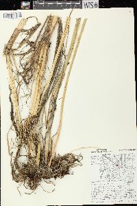 Echinochloa walteri image