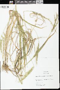 Echinochloa walteri image