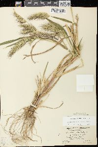 Echinochloa walteri image