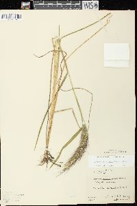 Echinochloa walteri image