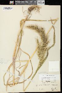 Echinochloa walteri image