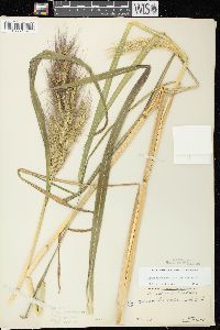 Echinochloa walteri image