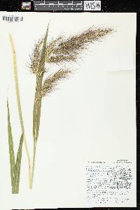 Echinochloa walteri image