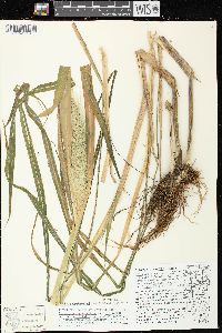 Echinochloa walteri image