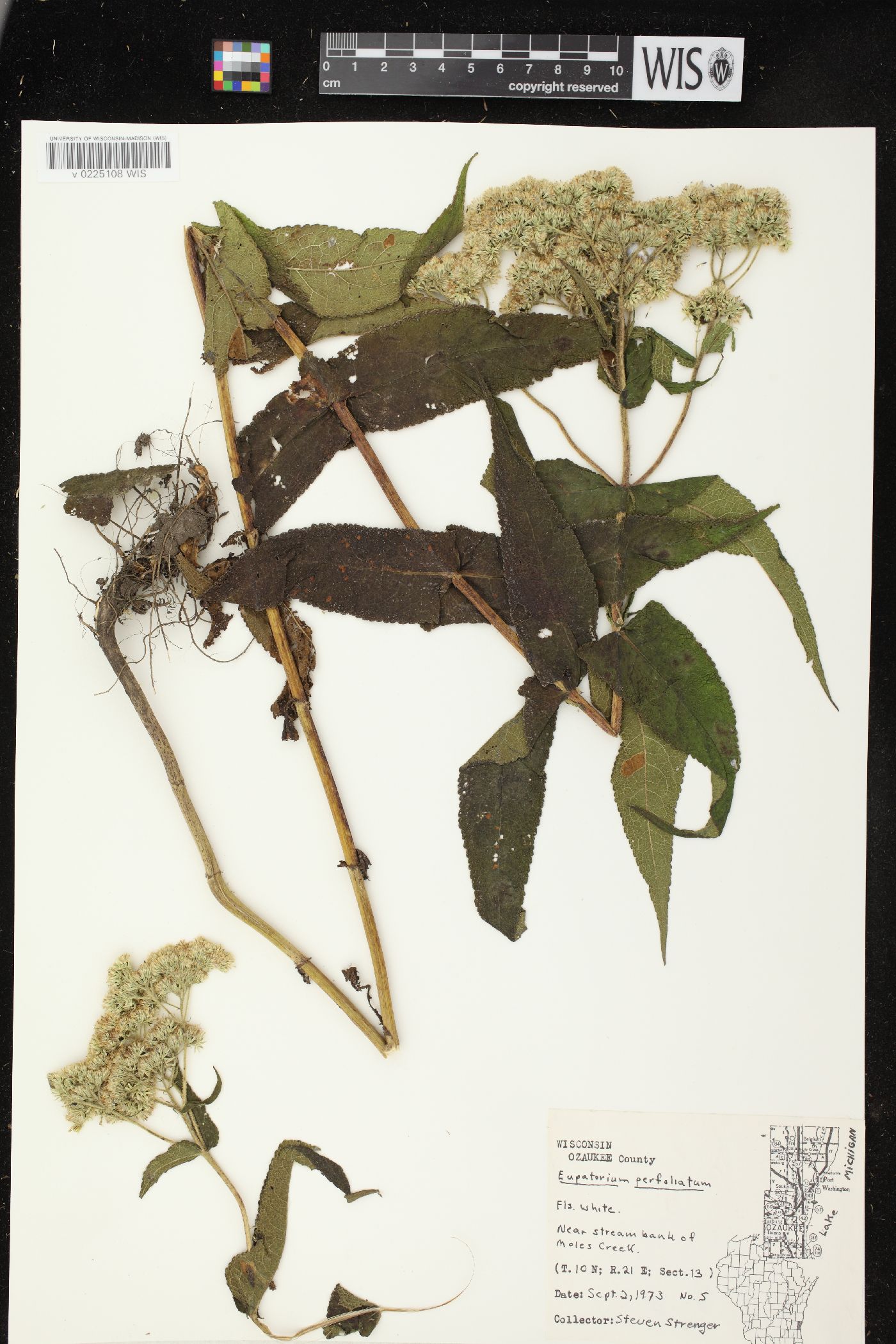 Eupatorium perfoliatum var. perfoliatum image