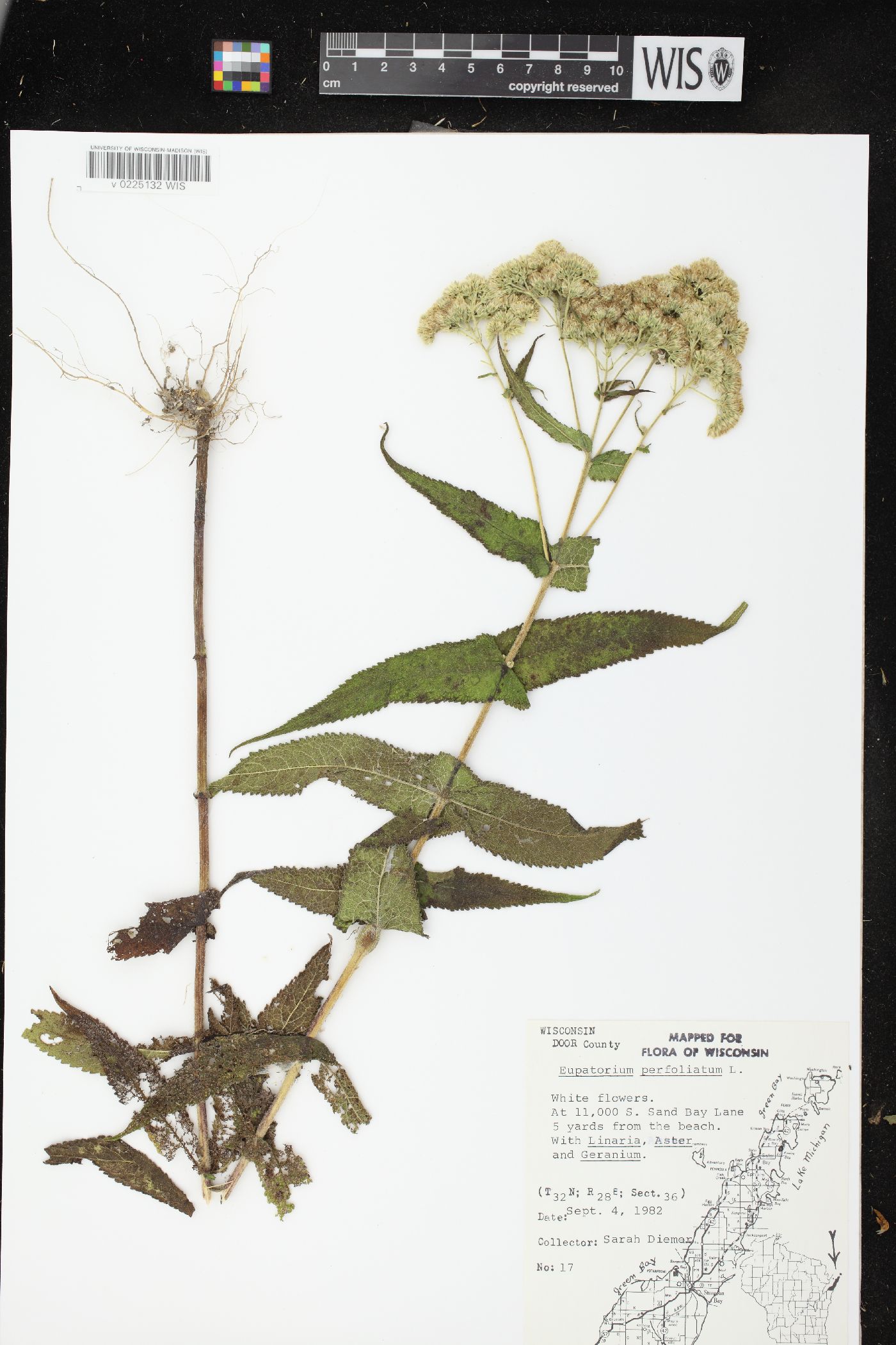 Eupatorium perfoliatum var. perfoliatum image