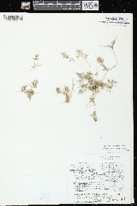 Eragrostis hypnoides image