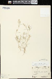 Eragrostis hypnoides image