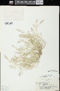 Eragrostis hypnoides image