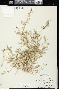 Eragrostis hypnoides image