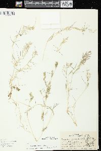 Eragrostis hypnoides image