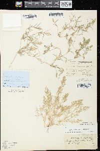 Eragrostis hypnoides image