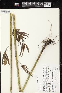 Coreopsis tripteris image