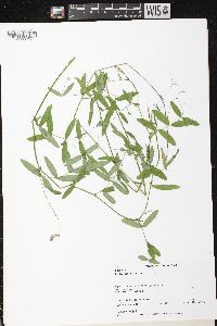 Lathyrus palustris image