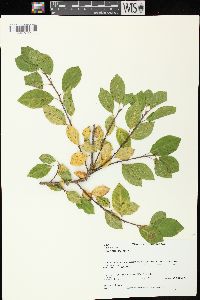 Frangula alnus image