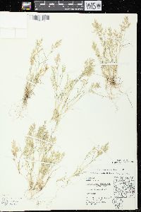 Eragrostis hypnoides image