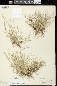 Eragrostis hypnoides image