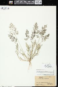 Eragrostis minor image