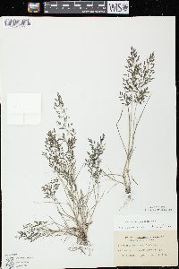 Eragrostis minor image