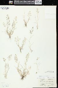 Eragrostis minor image