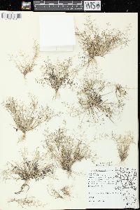 Eragrostis minor image