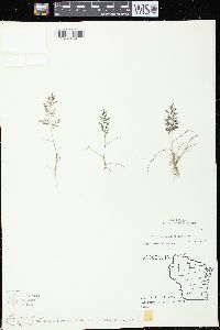 Eragrostis minor image