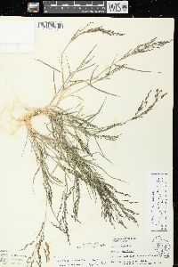 Eragrostis pectinacea var. pectinacea image