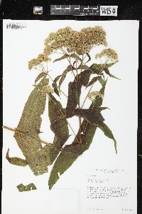 Eupatorium perfoliatum var. perfoliatum image