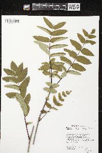 Sorbus decora image