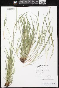 Carex jamesii image