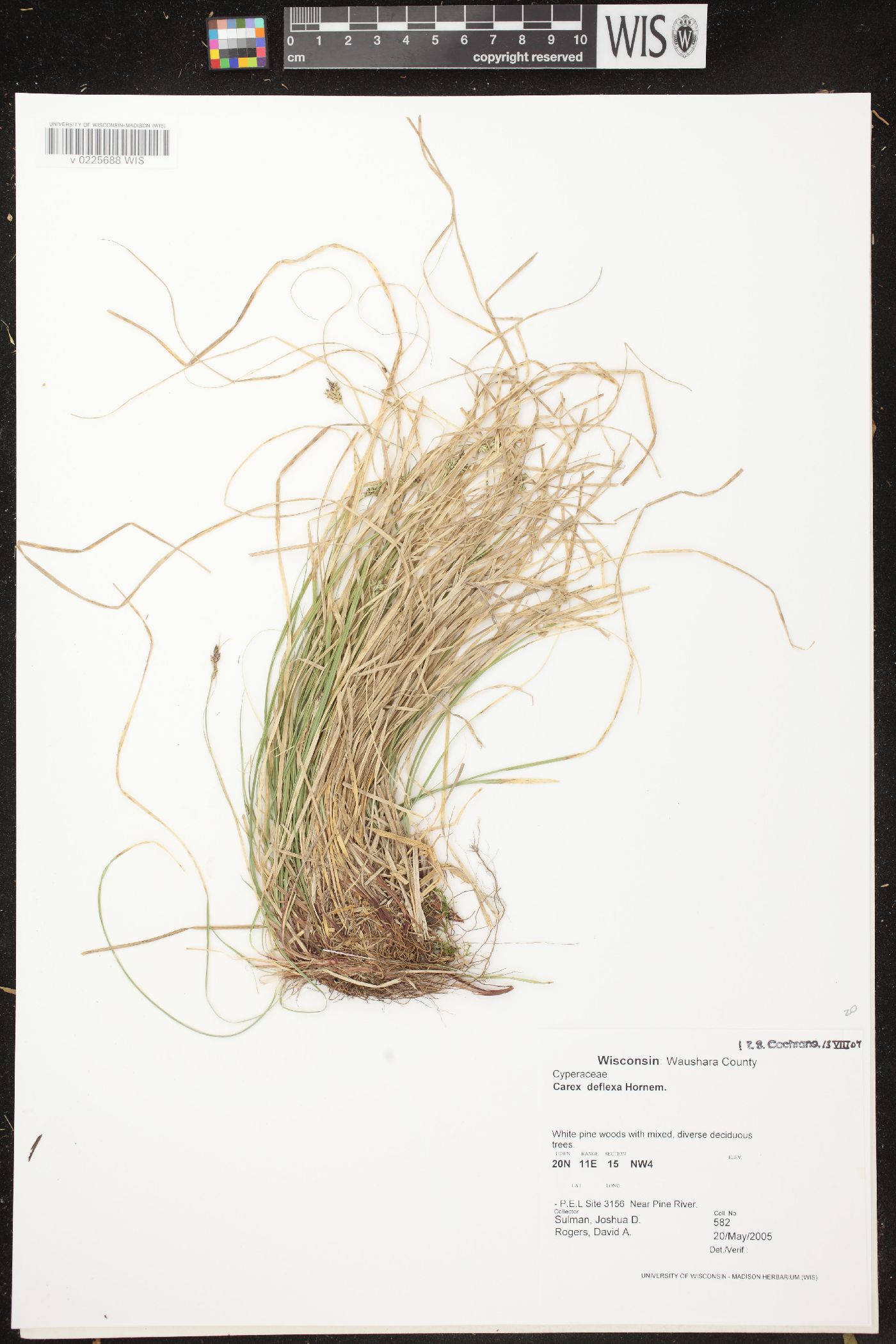 Carex deflexa var. deflexa image