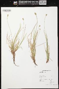 Carex peckii image