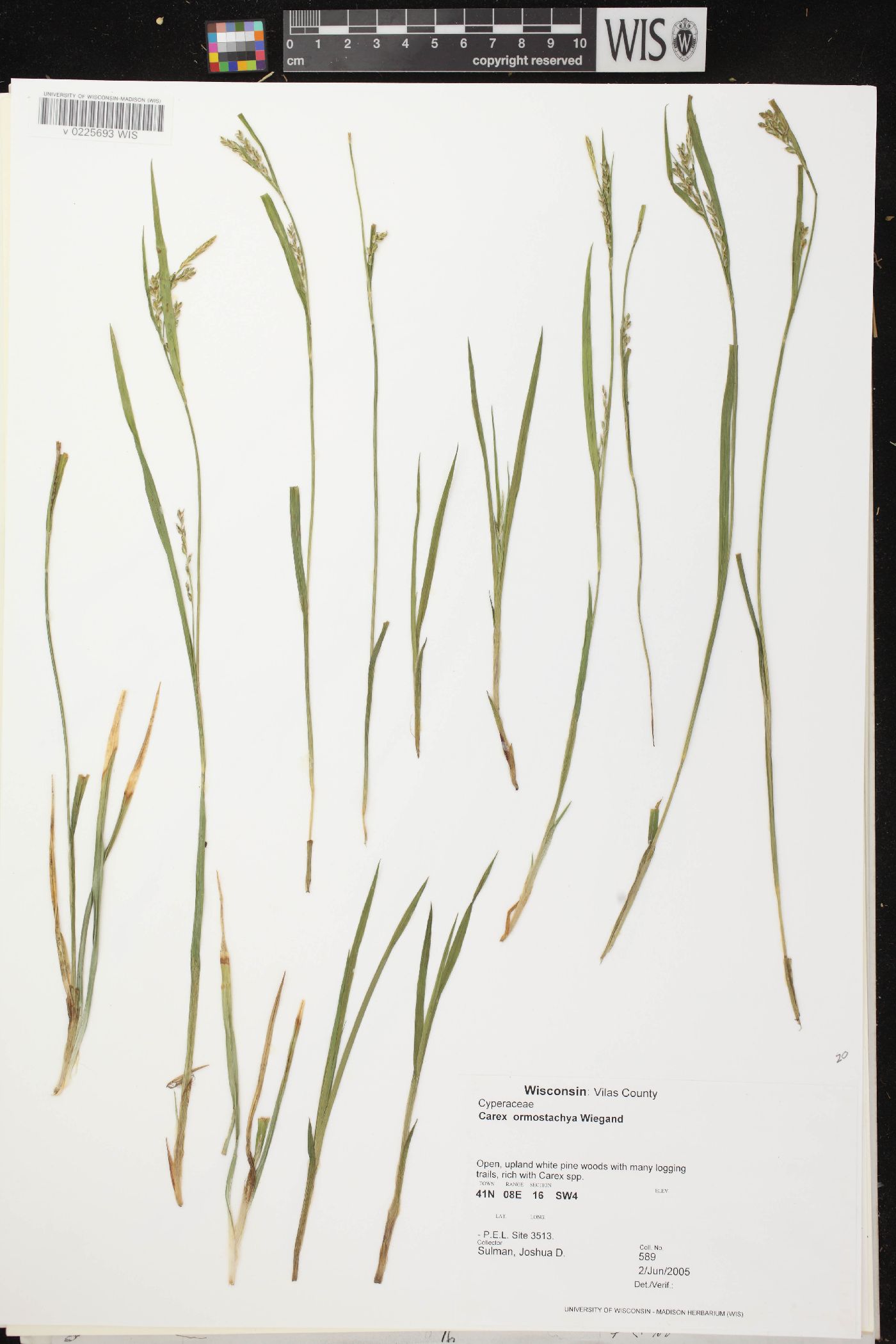 Carex ormostachya image