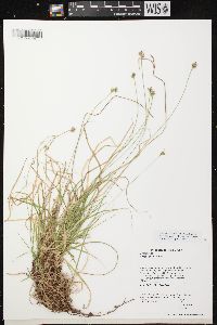 Carex peckii image