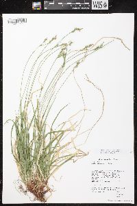 Carex communis var. communis image