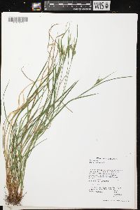 Carex pallescens image